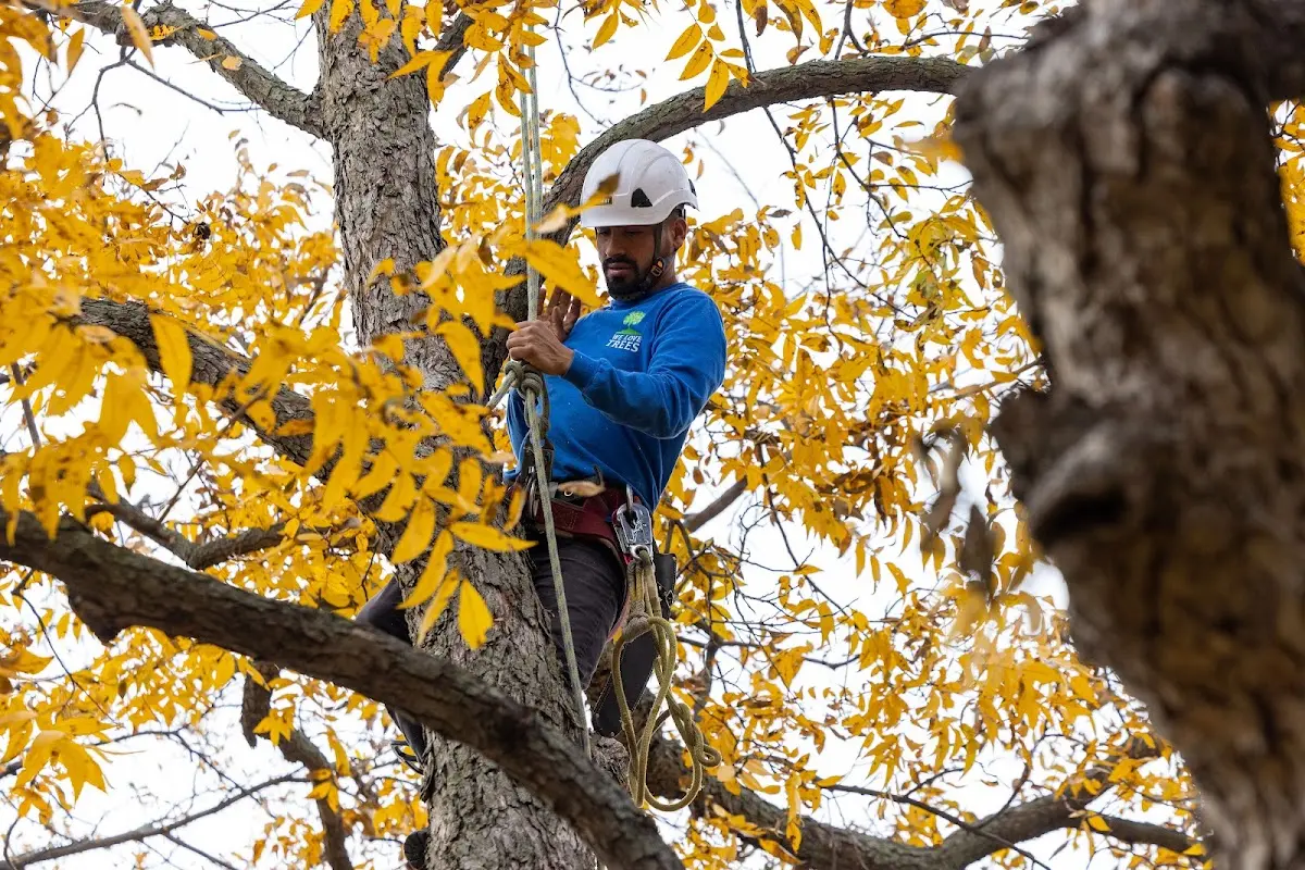 Skilled Storm Damage Cleanup crew working in South Haven